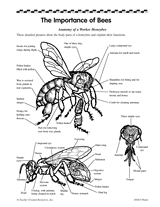 The Importance of Bees