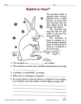 Rabbit or Hare?