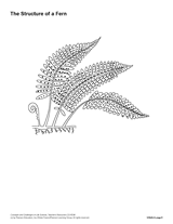 The Structure of a Fern